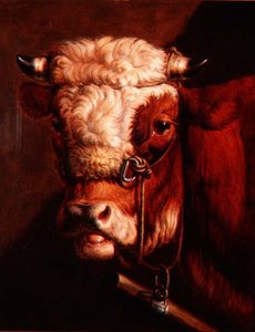 Retrato de la cabeza de un toro