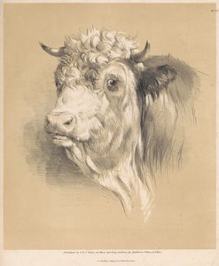 Una vaca, n.º 27 de Thomas Sidney Cooper