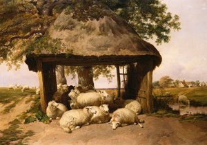 Ovejas descansando bajo un refugio