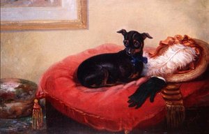 Su mascota favorita: un Terrier de Manchester en un cojín rojo