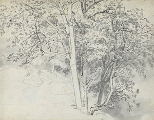 Estudio de los árboles de Thomas Stothard