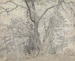Estudio de árboles