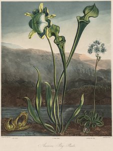 El templo de la flora: Plantas palustres americanas de Thomas Sutherland