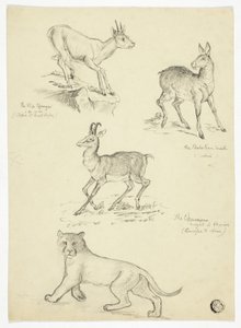 Gamuza, almizcle, klipbok y león de Thomas Uwins