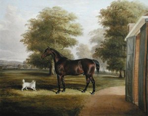 Un caballo bayo con un terrier