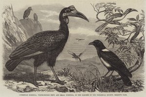Cálao abisinio, cuervo de cuello blanco y cálao pequeño, en los jardines de la Sociedad Zoológica, Regent