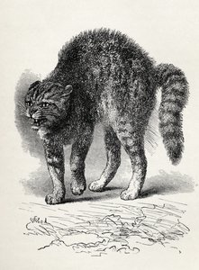 Gato aterrorizado por un perro, de 