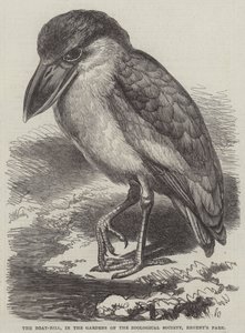El pico de bote, en los jardines de la Sociedad Zoológica, Regent