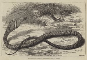 La serpiente comedora de serpientes en los jardines de la Sociedad Zoológica
