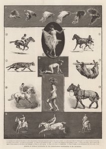 Movimientos de animales ilustrados por las fotografías instantáneas del Sr. Muybridge