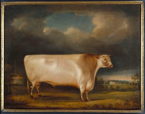 Cometa, un toro de cuerno corto de color ruano claro en un paisaje, 1811 de Thomas Weaver
