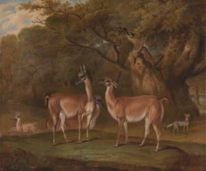 Llamas y un zorro en un paisaje boscoso de Thomas Weaver