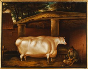 La novilla blanca que viajó, con un hombre cortando nabos en un patio de establo, 1811