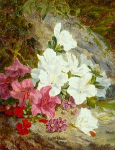Azaleas