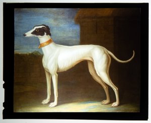 Un galgo favorito de Thomas of Pall Mall Butler