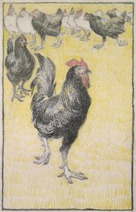 Gallo, seguido por Gallinas blancas y negras