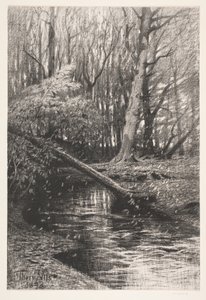 Paisaje forestal con un arroyo