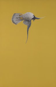 Escalón amarillo de Tim Hayward