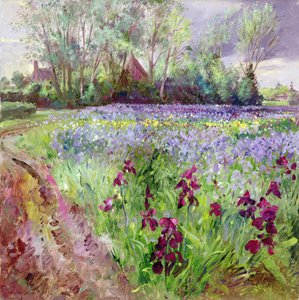 Campo de iris, tormenta en formación