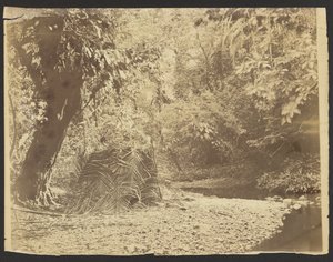 [Escena de selva: Vista de una cabaña de hojas de palmera, Istmo de Darién (Panamá)].