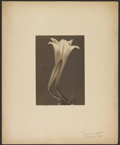 No. 1. de Tina Modotti