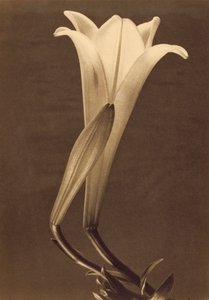 Impresión de Platino de Lirio por Tina Modotti de Tina Modotti