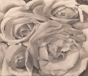 Rosas, México de Tina Modotti