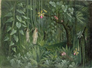 Cazadores de orquídeas de Brasil de Tirzah Ravilious