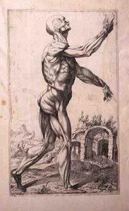 Estudio anatómico, por Domenico Maria Bonavera (b.1640) (aguafuerte y punta seca)