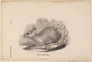 Lepus Palustris de Titian Ramsay Peale