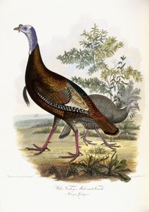 Pavo salvaje, macho y hembra