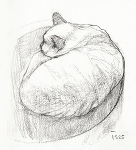 Gato acurrucado