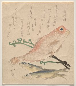 Besugo rosado (shiro-amadai) y dos truchas pequeñas (ai) de Totoya Hokkei