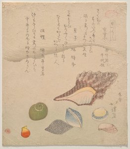 Siete conchas al borde del mar, de la serie Compendio de conchas (Kaizukushi) de Totoya Hokkei