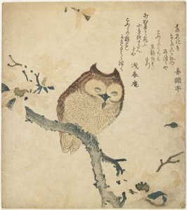 (Búho), principios del siglo XIX de Toyota Hokkei