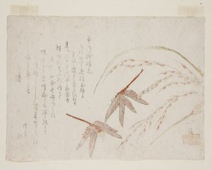 Libélulas de Toyota Hokkei