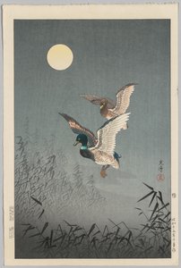 Vistas de Tokio: patos