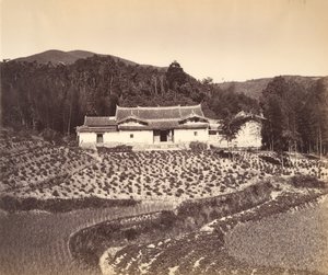 Campo de té y casa de Jos en Peling de Tung Hing.