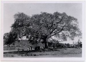 Árbol con una amplia copa extendida frente a la muralla de un pueblo, Axum, Etiopía, fotografía de Ugo Monneret de Villard.