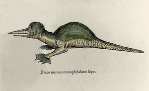Representación de un dragón marino. Placa de un manuscrito de Historia Natural de Ulisse Aldrovandi (1522-1605) sobre monstruos de Ulisse Aldrovandi