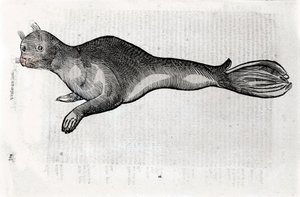 Representación de una foca. Placa ilustrada de un manuscrito de Historia Natural por Ulisse Aldrovandi (1522-1605), fondos de Ulisse Aldrovandi, Biblioteca Universitaria de Bolonia, ed. 1603.