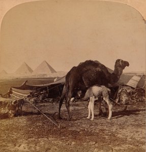 Un bebé del desierto, Egipto, 1896 de Unbekannt