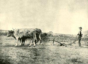 Un equipo de arado de bueyes, 1901 de Unbekannt