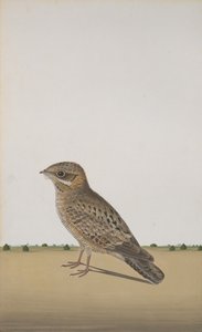 Un chotacabras indio común Caprimulgus asiaticus, ca. 1780