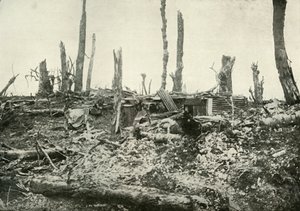 Un refugio en lo que una vez fue un bosque silvano, 1919
