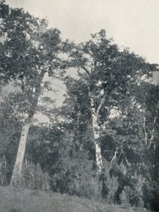 Un bosque de haya antártica en Temuco, 1911 de Unbekannt