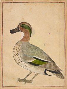 Un cerceta de alas verdes, ca. 1730 de Unbekannt