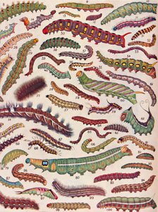 Cien tipos diferentes de orugas de mariposas y polillas, 1935 de Unbekannt