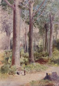 Un bosque de Kauri, 1923 de Unbekannt