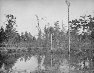 Un pantano de Luisiana, c1897 de Unbekannt